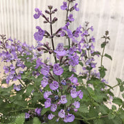 Nepeta 'Sylvester Blue Catmint'