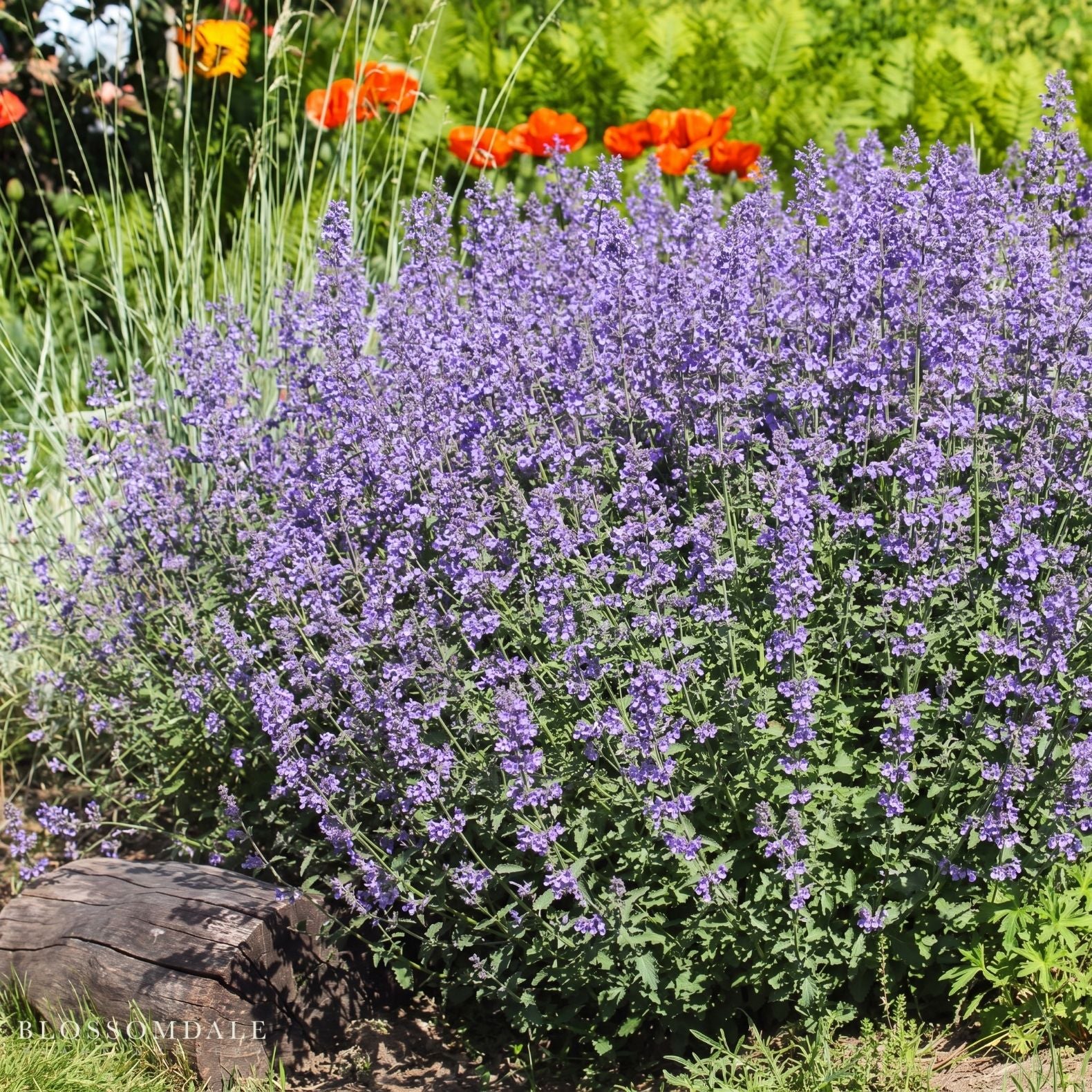 Nepeta 'Sylvester Blue Catmint'