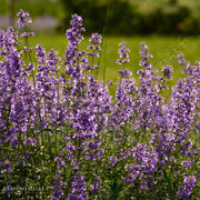 Nepeta 'Walkers Low Catmint'