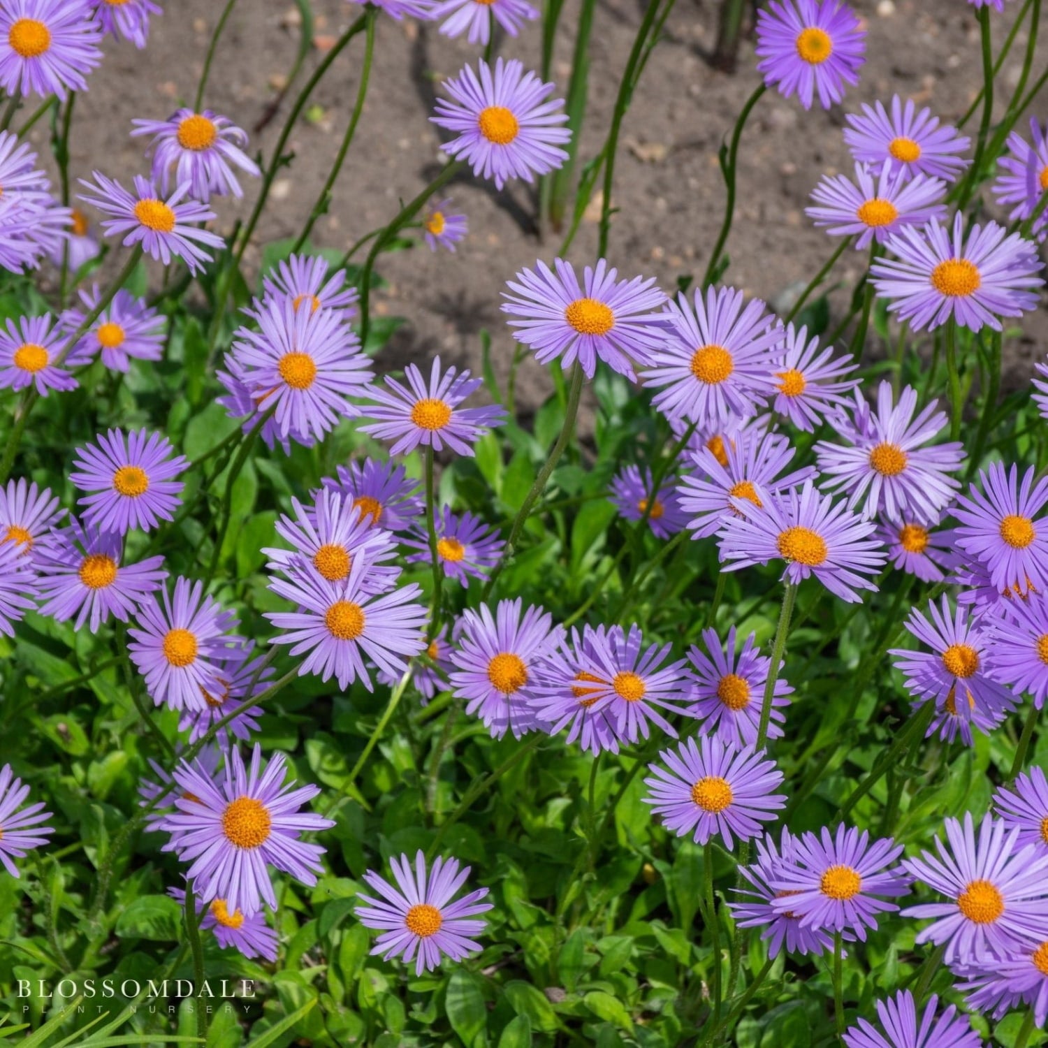 Blooming Kickin Lilac Blue New England Aster showing dense lilac-blue Michaelmas daisy flowers perfect for pollinators, late-season borders, and gardens.