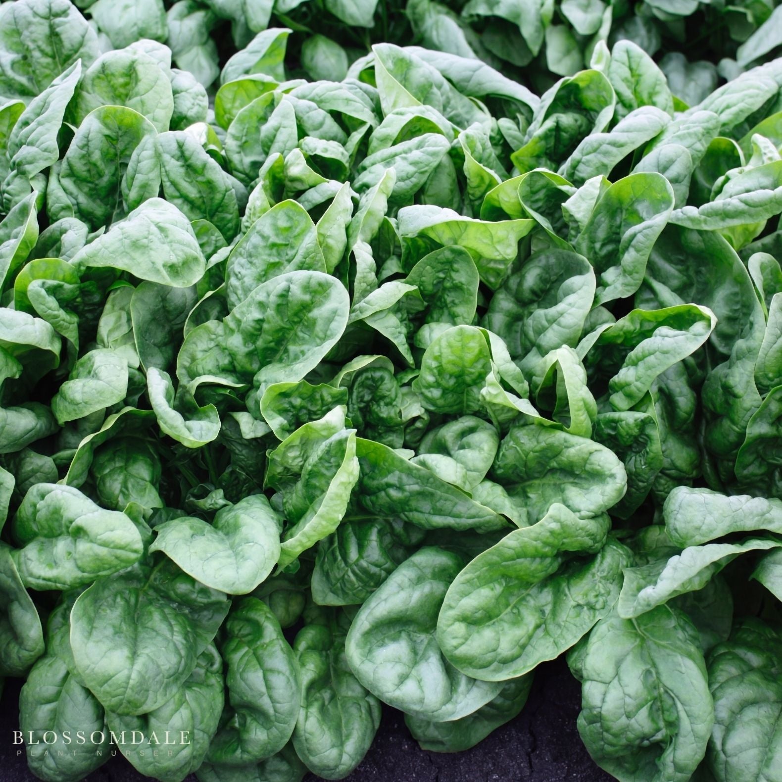 Olympia Spinach Seeds