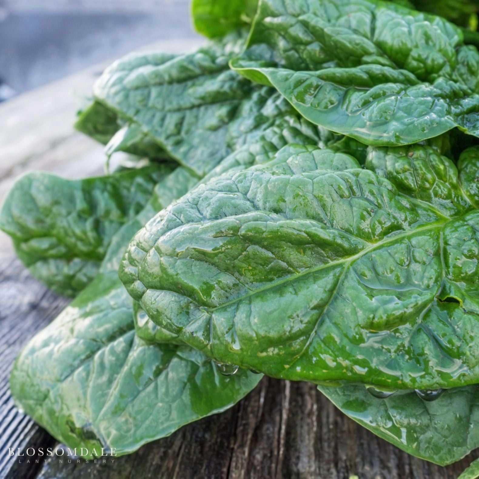 Olympia Spinach Seeds