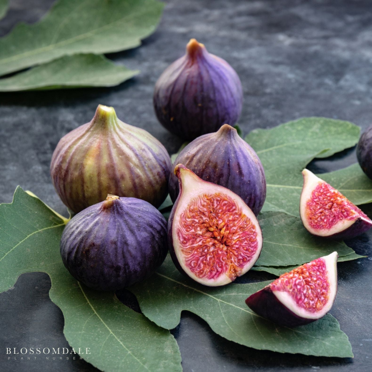 Olympian Common Fig