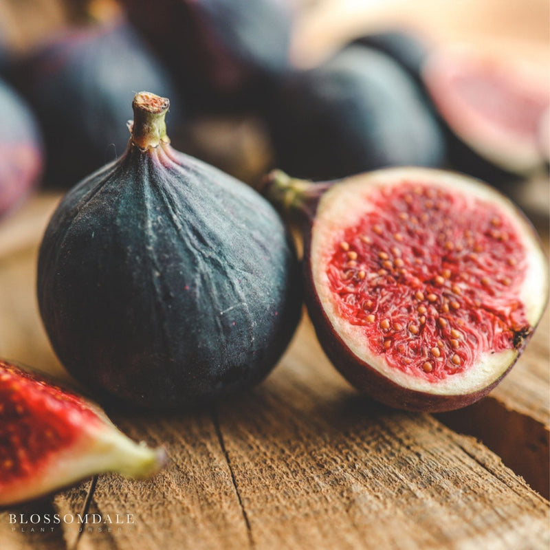 Olympian Common Fig