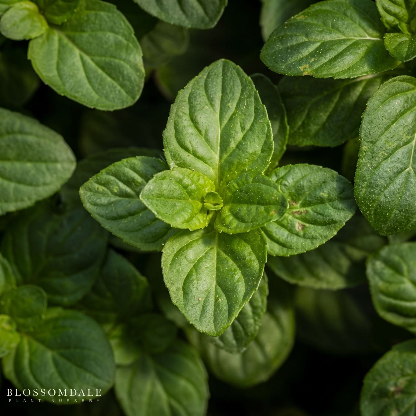 Orange Mint