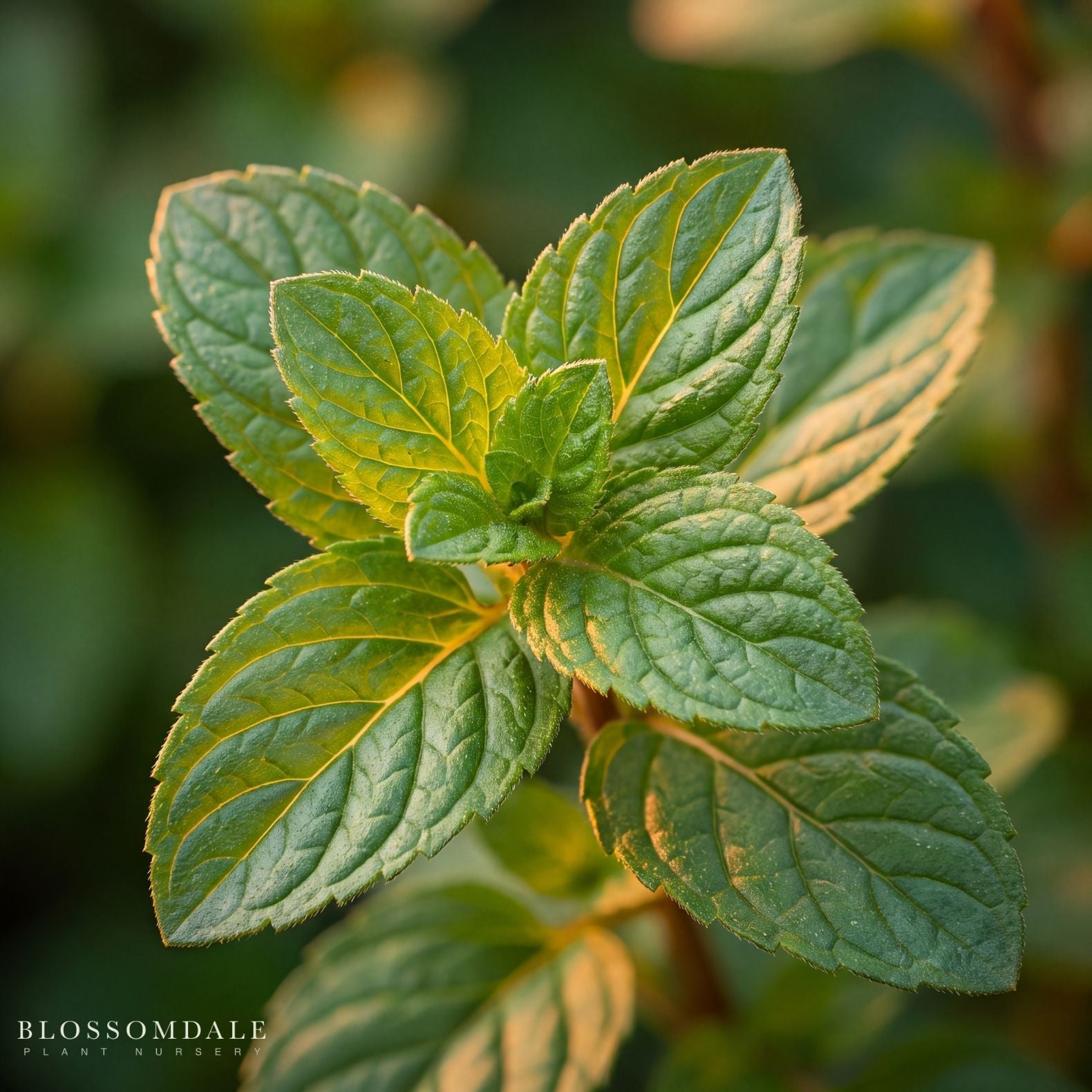 Orange Mint