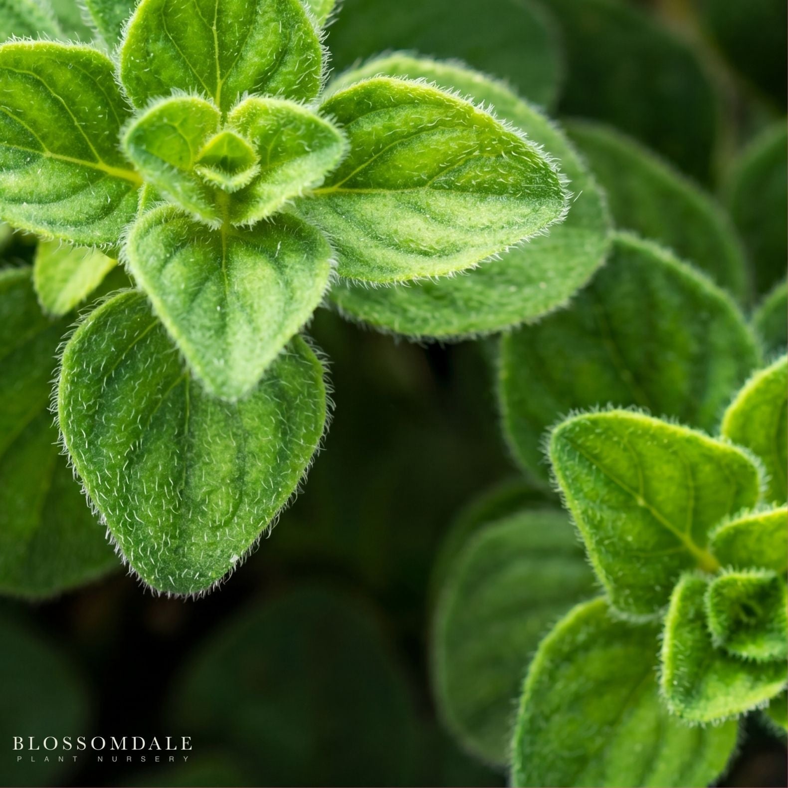 Oregano 'Hot and Spicy'