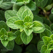 Oregano 'Hot and Spicy'