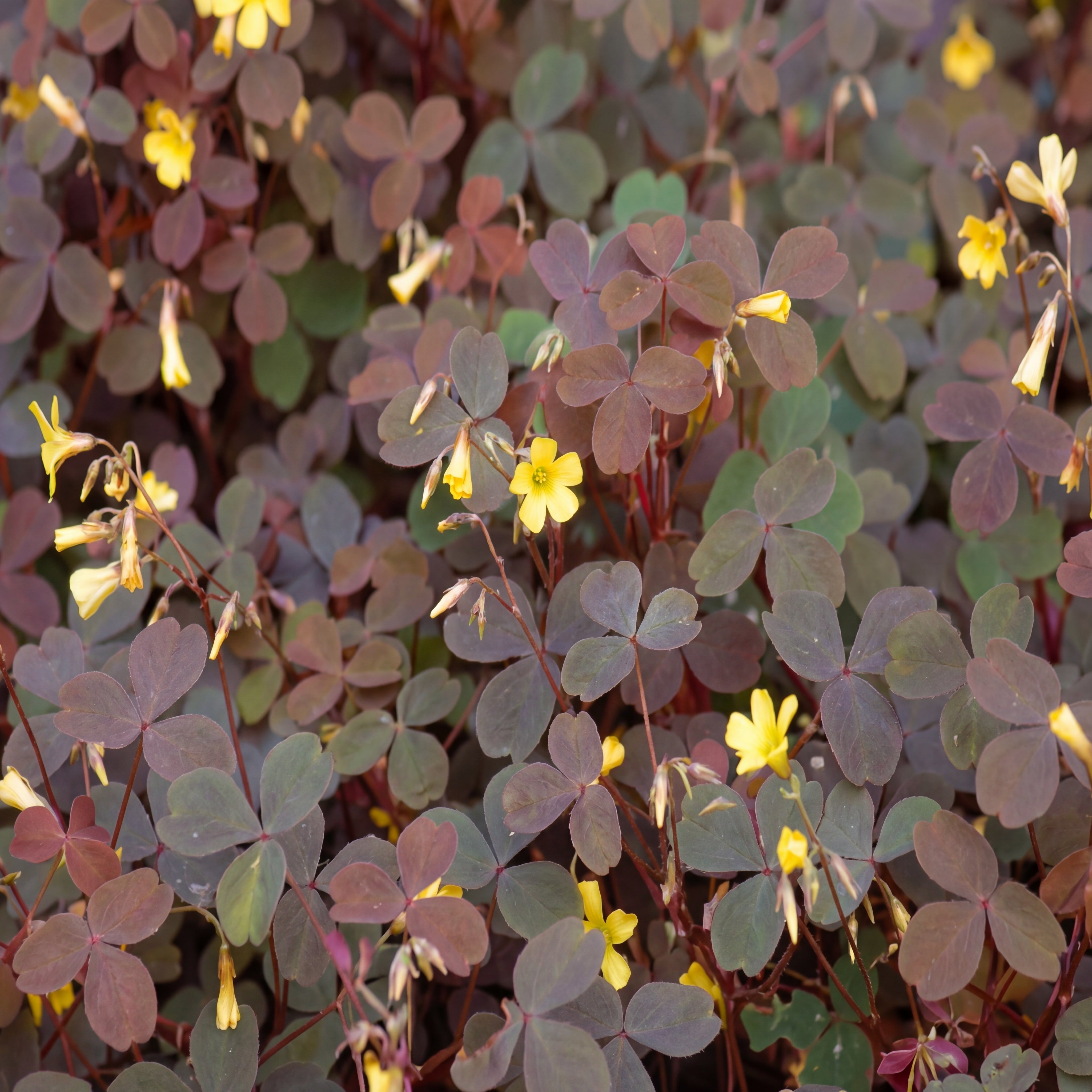 Oxalis Volcanic Sorrel