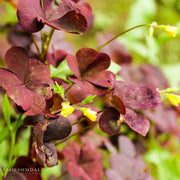 Oxalis Volcanic Sorrel