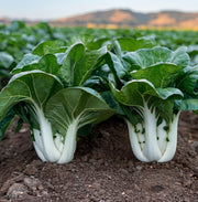 Joi Choi Seeds