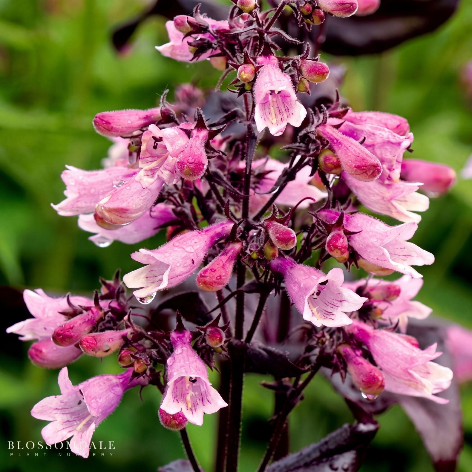 Penstemon 'Dakota Burgundy'