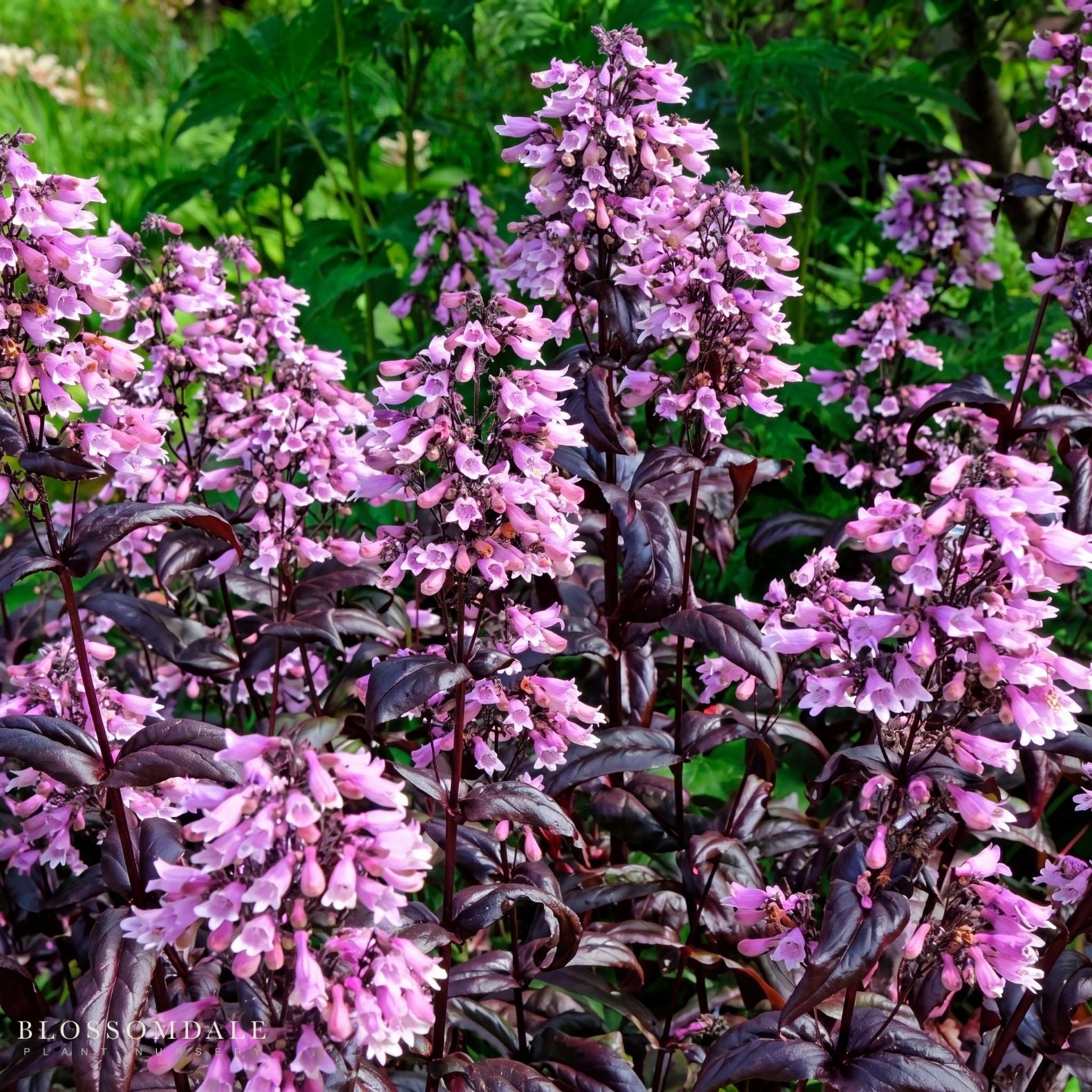 Penstemon 'Dakota Burgundy'