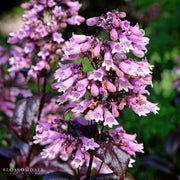 Penstemon 'Dakota Burgundy'
