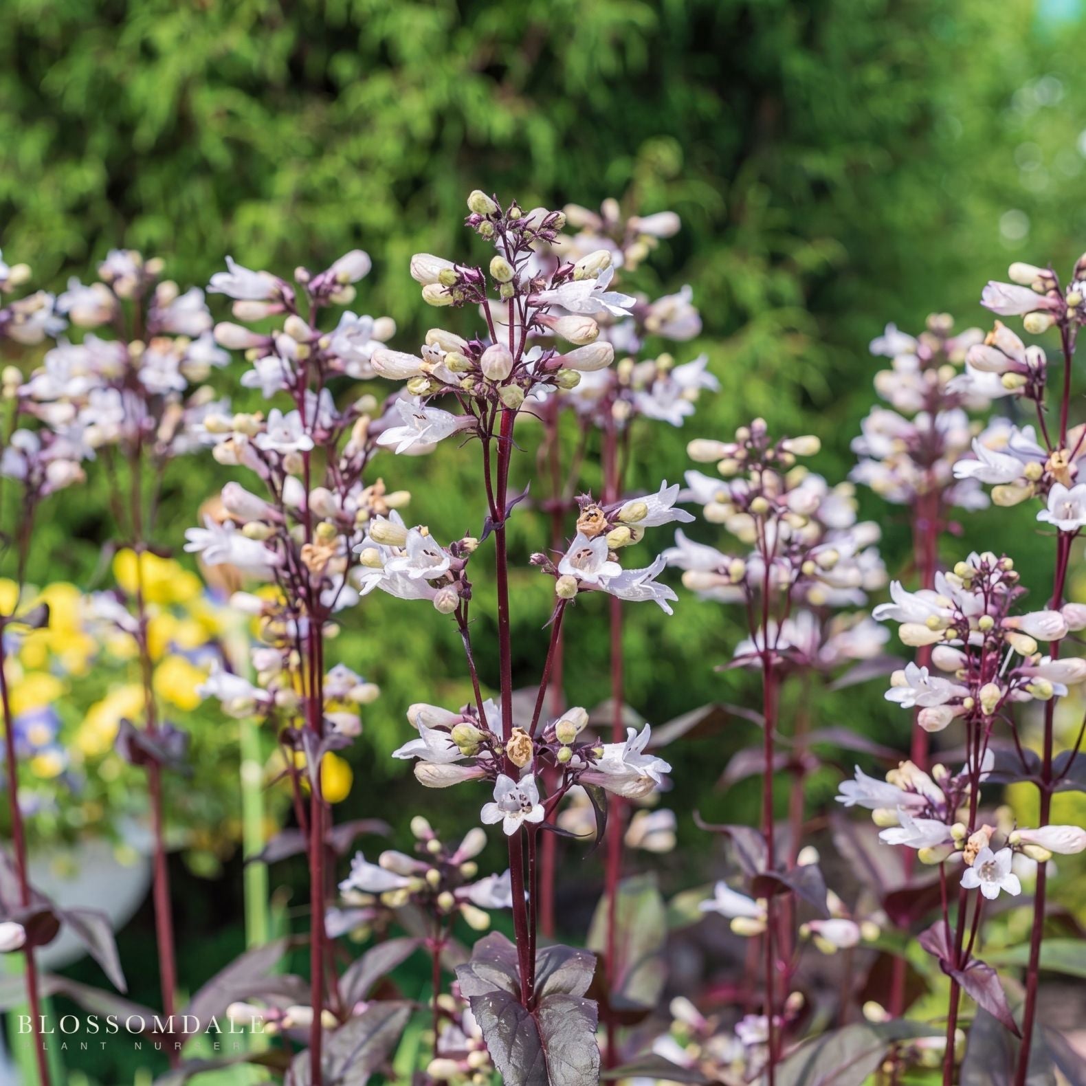 Penstemon 'Husker Red Superior'