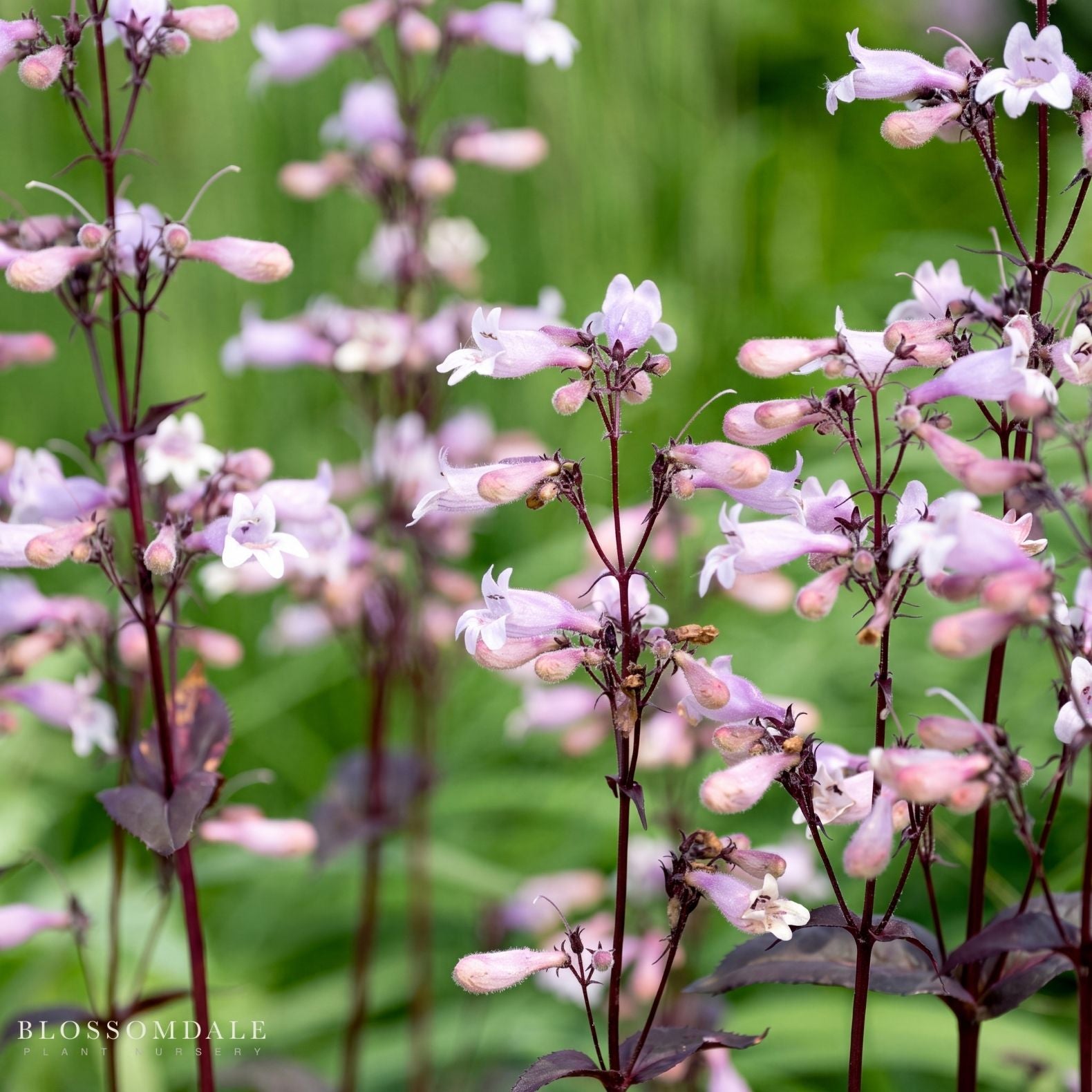 Penstemon 'Husker Red Superior'