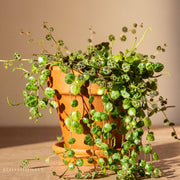 Peperomia 'String of Turtles'