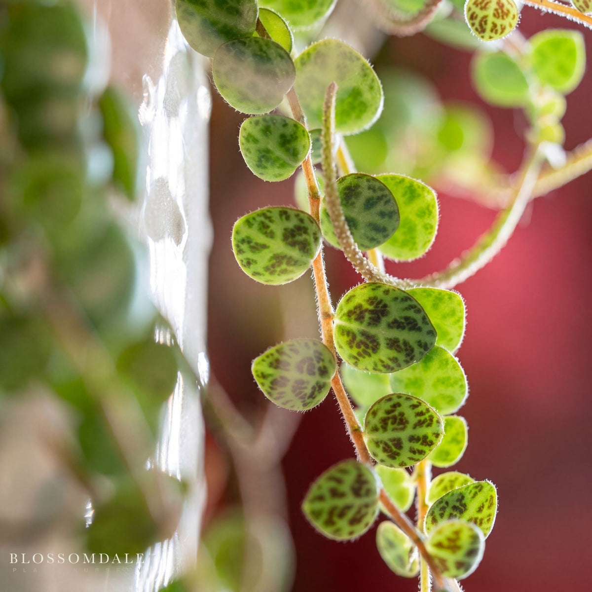 Peperomia 'String of Turtles'
