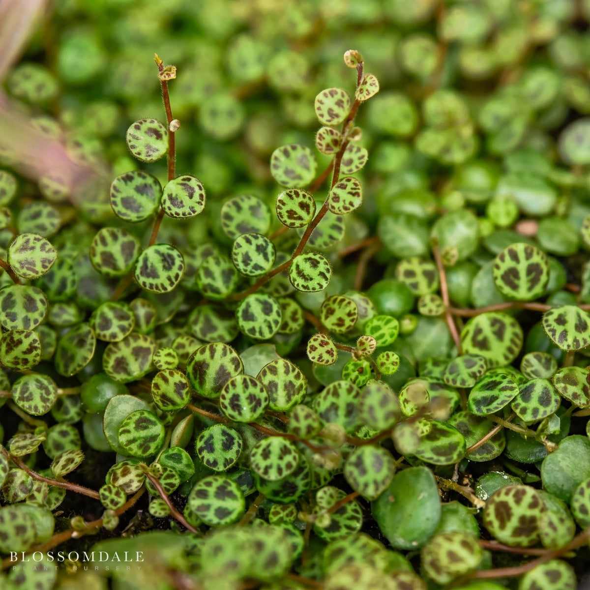 Peperomia 'String of Turtles'