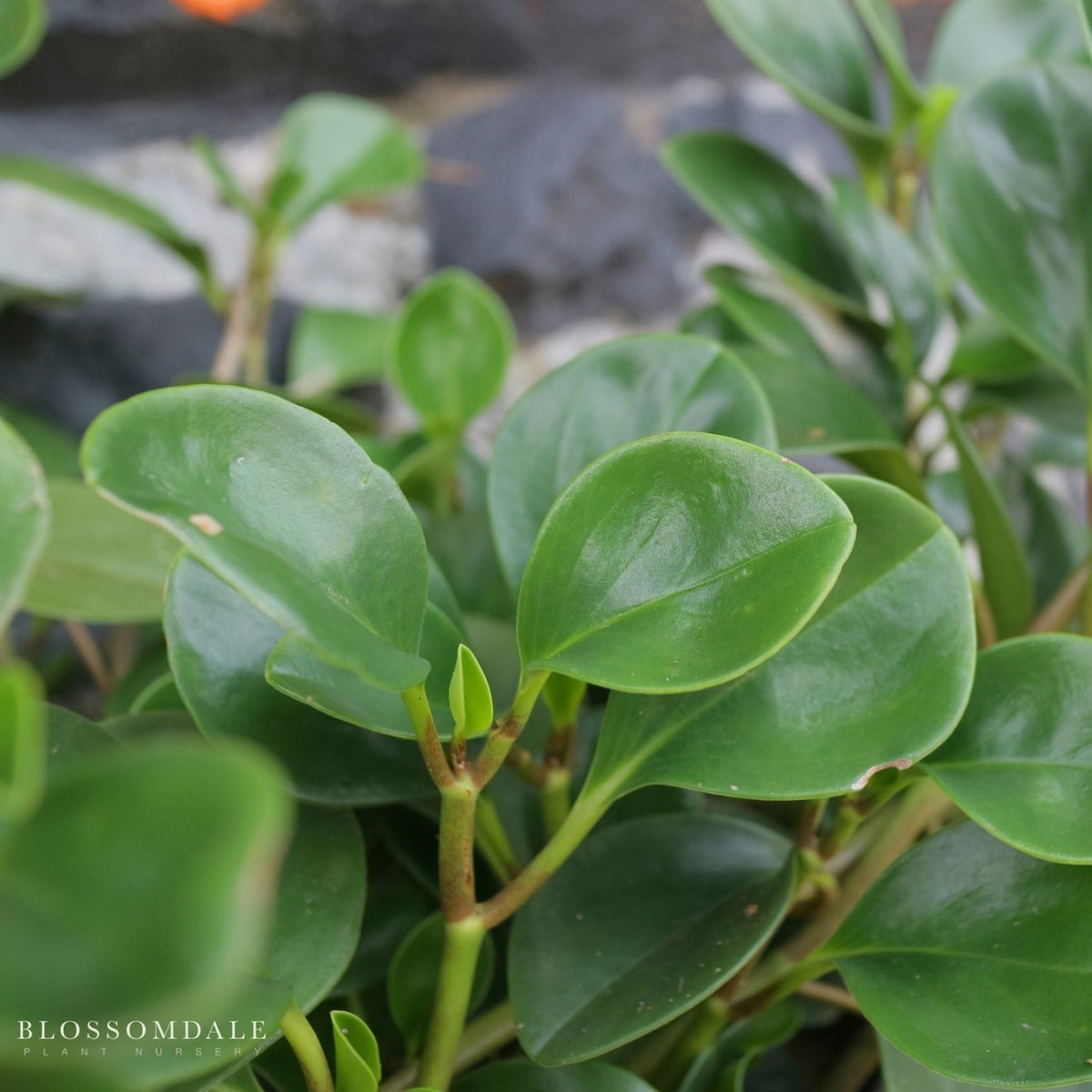 Peperomia 'Baby Rubber Plant'