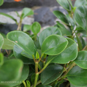 Peperomia 'Baby Rubber Plant'