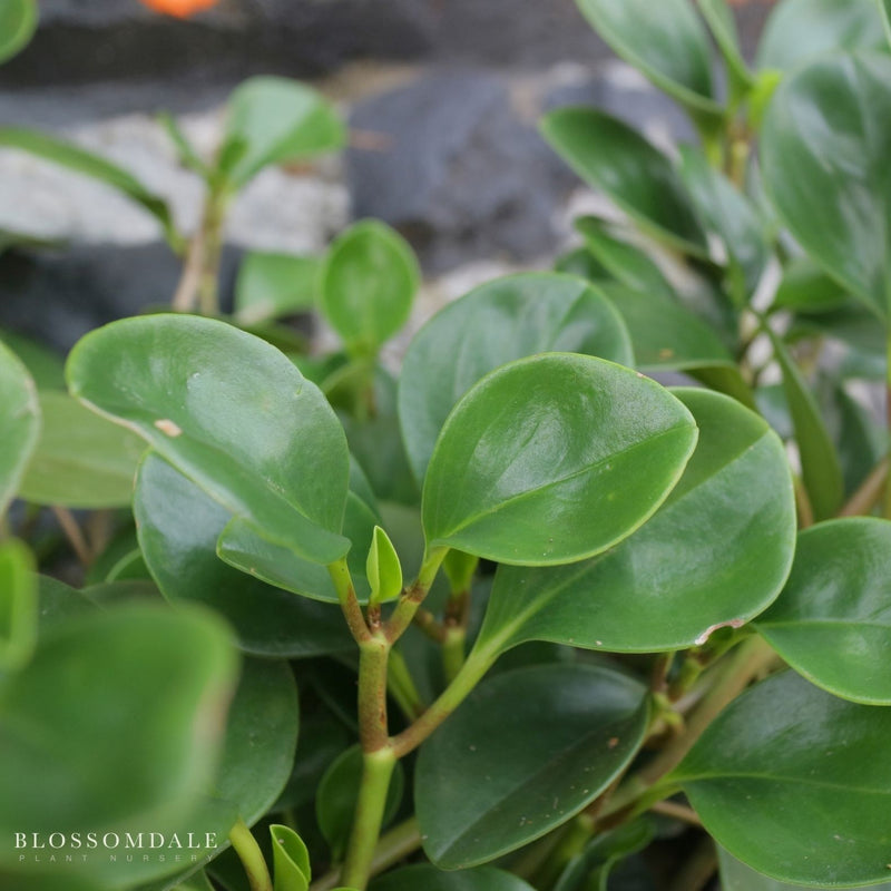 Peperomia 'Baby Rubber Plant'