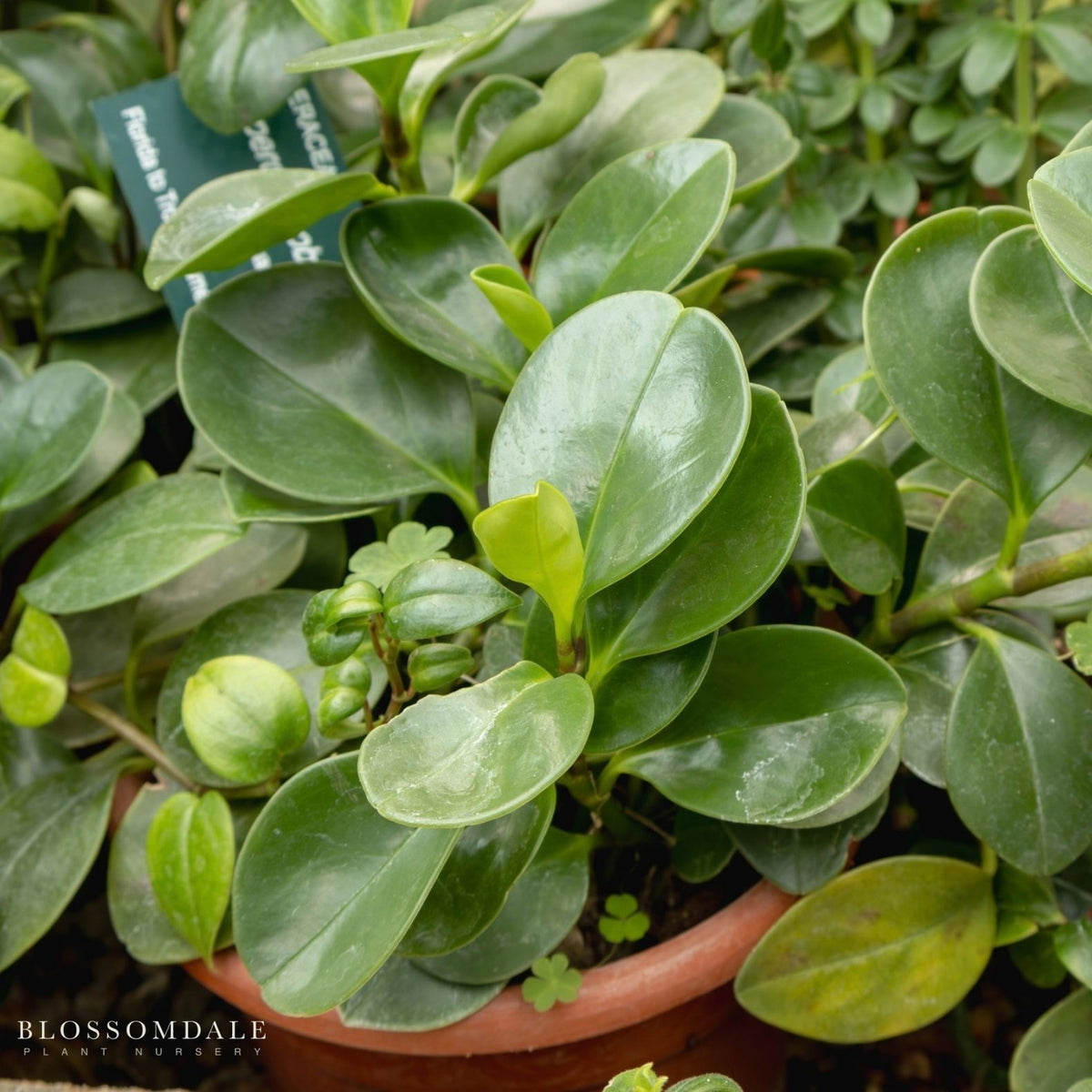 Peperomia 'Baby Rubber Plant'