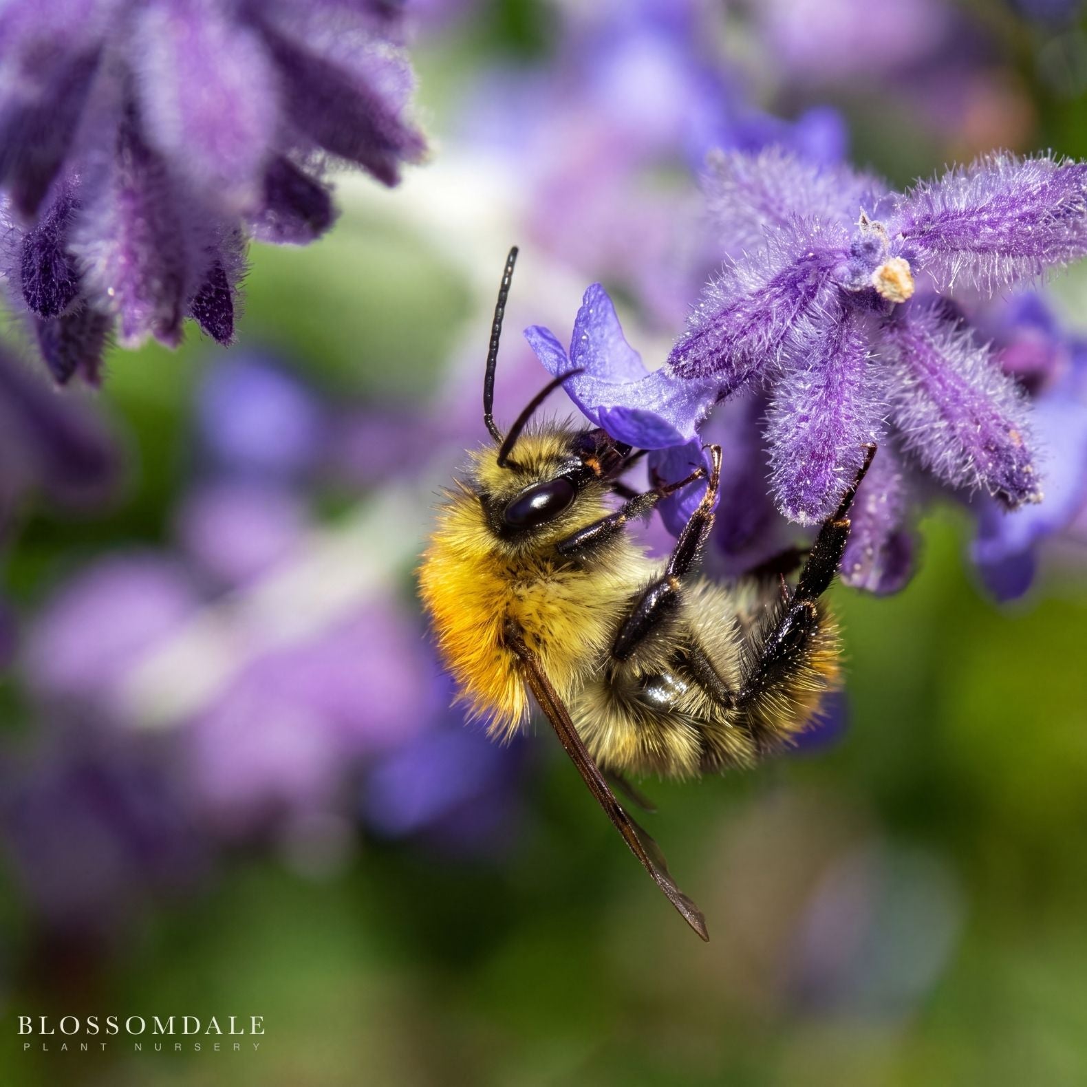 Perovskia Russian Sage 'Little Spire'