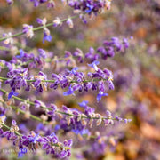 Perovskia Russian Sage 'Little Spire'