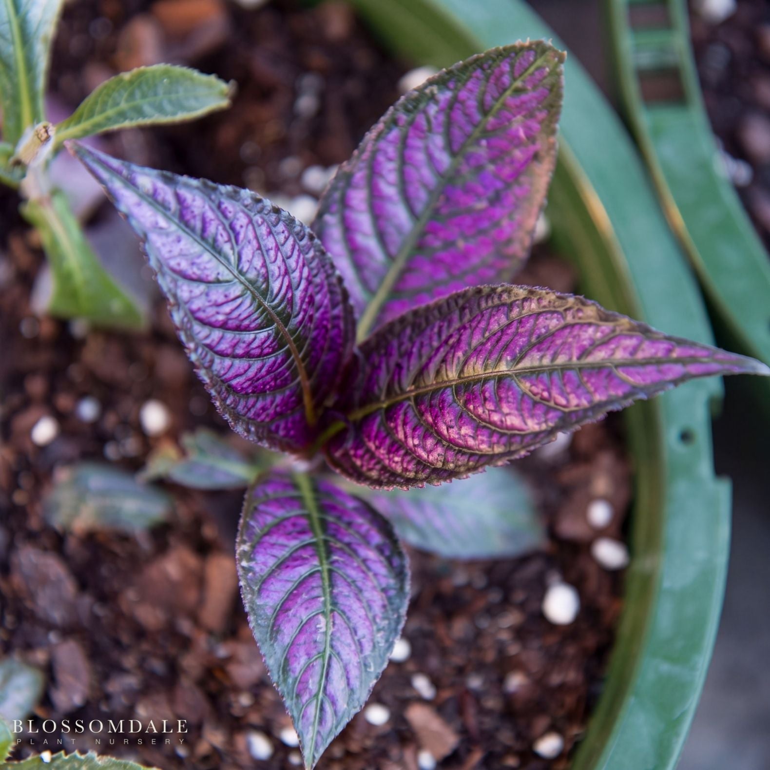 Strobilanthes 'Persian Shield'