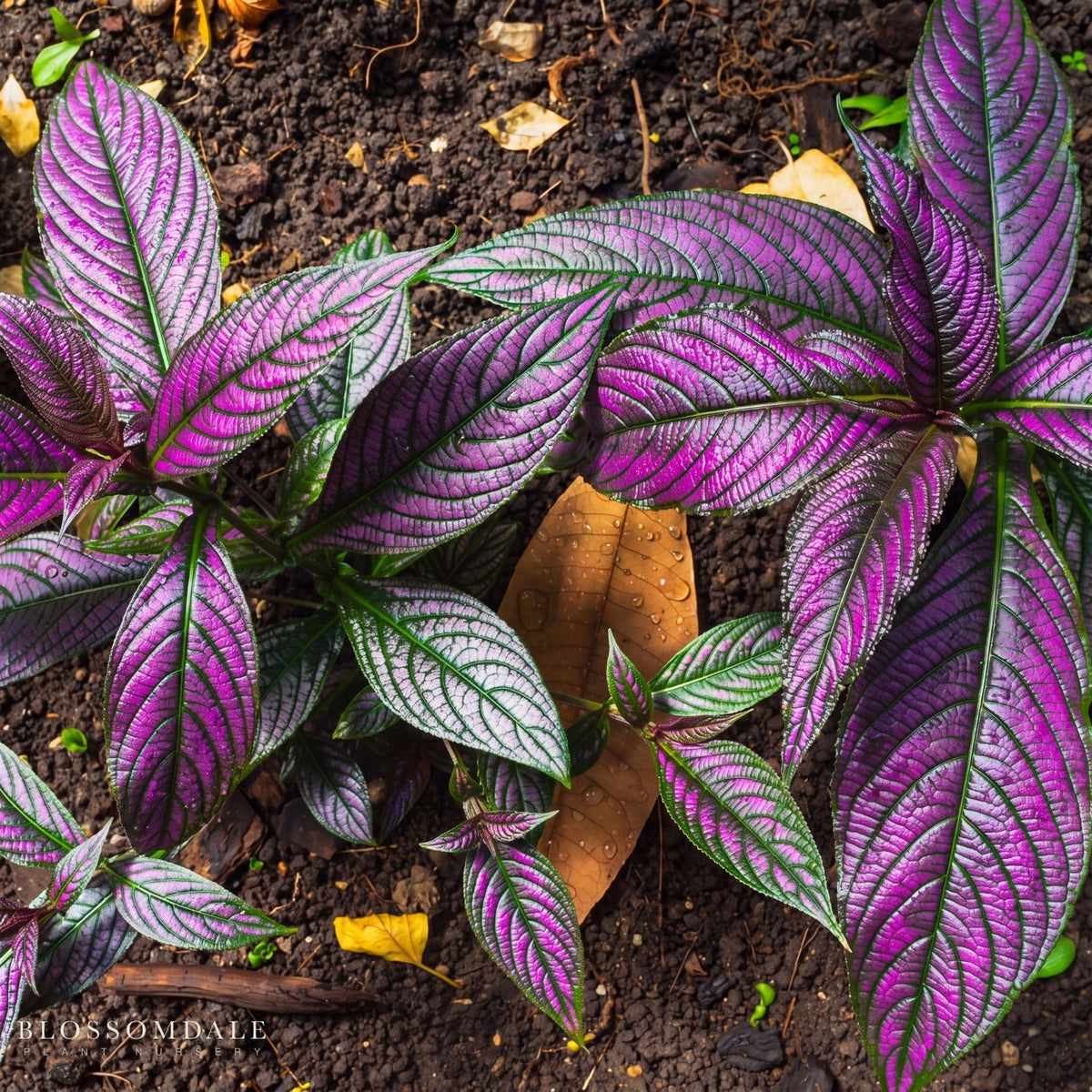 Strobilanthes 'Persian Shield'