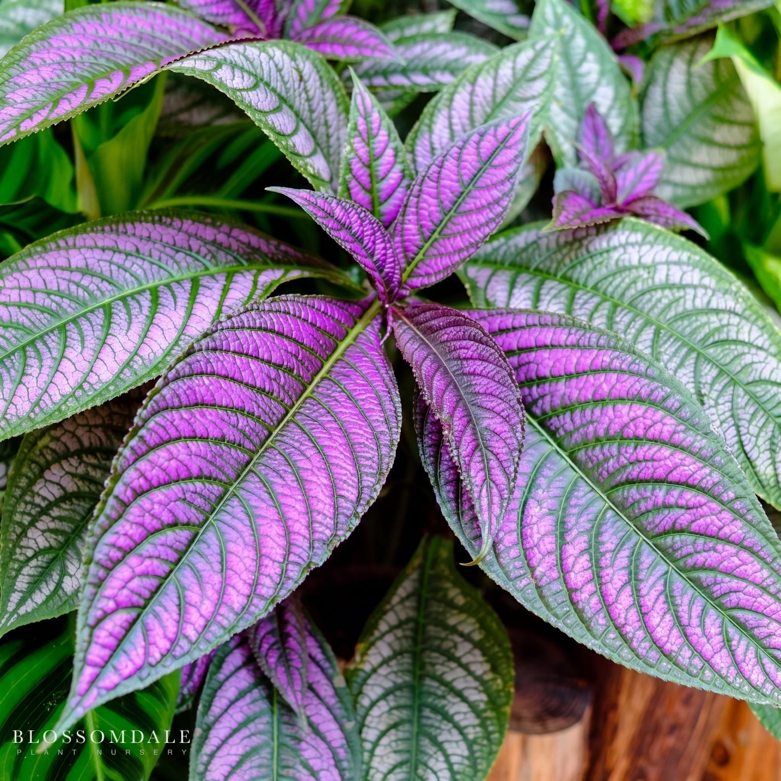 Strobilanthes 'Persian Shield'