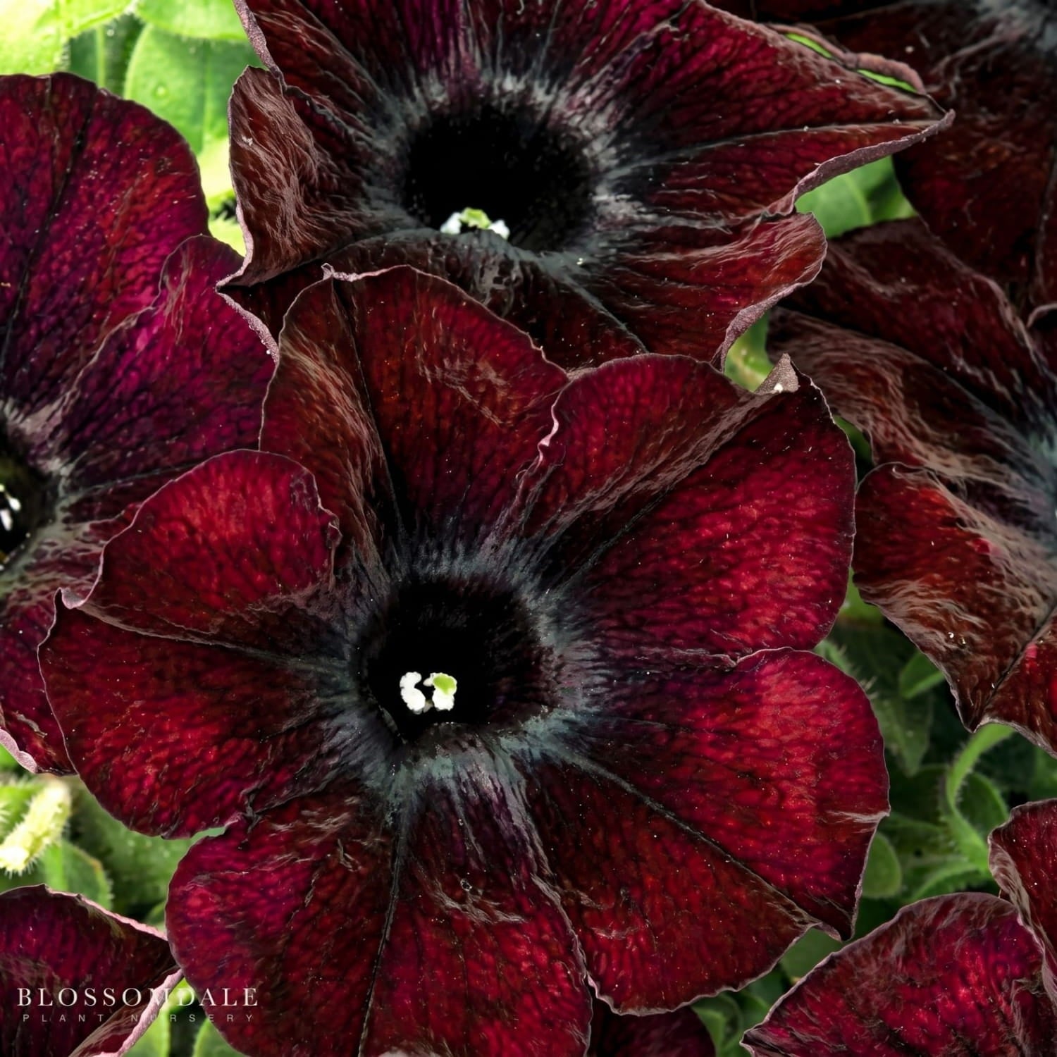 Petunia Crazytunia Mahogany Queen, also known as Westhoff Crazytunia, features deep mahogany blooms with striking trumpet-shaped flowers, perfect for pots, borders, and colorful landscaping displays.