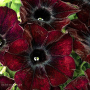 Petunia Crazytunia Mahogany Queen, also known as Westhoff Crazytunia, features deep mahogany blooms with striking trumpet-shaped flowers, perfect for pots, borders, and colorful landscaping displays.