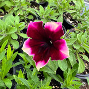 Petunia 'Crazytunia Blackberry Cheesecake'