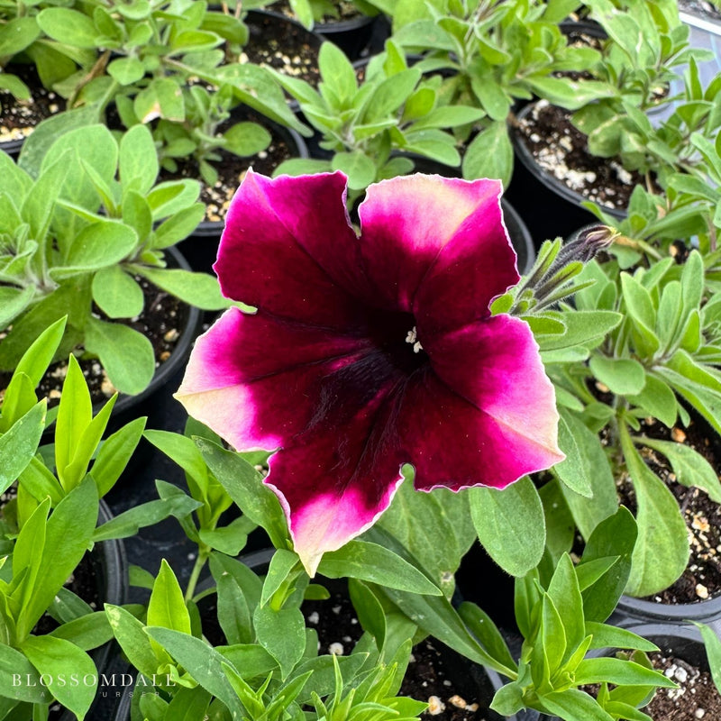 Petunia 'Crazytunia Blackberry Cheesecake'