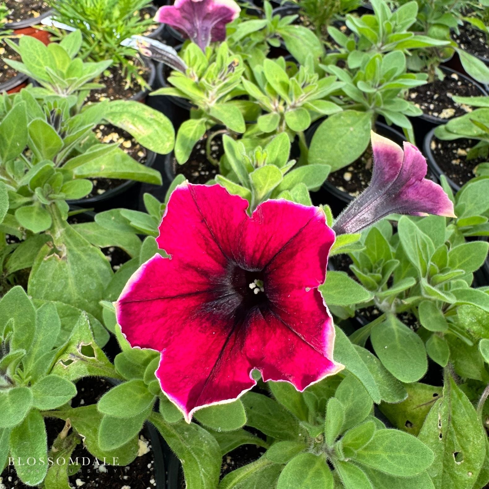 Petunia 'Crazytunia Blackberry Cheesecake'