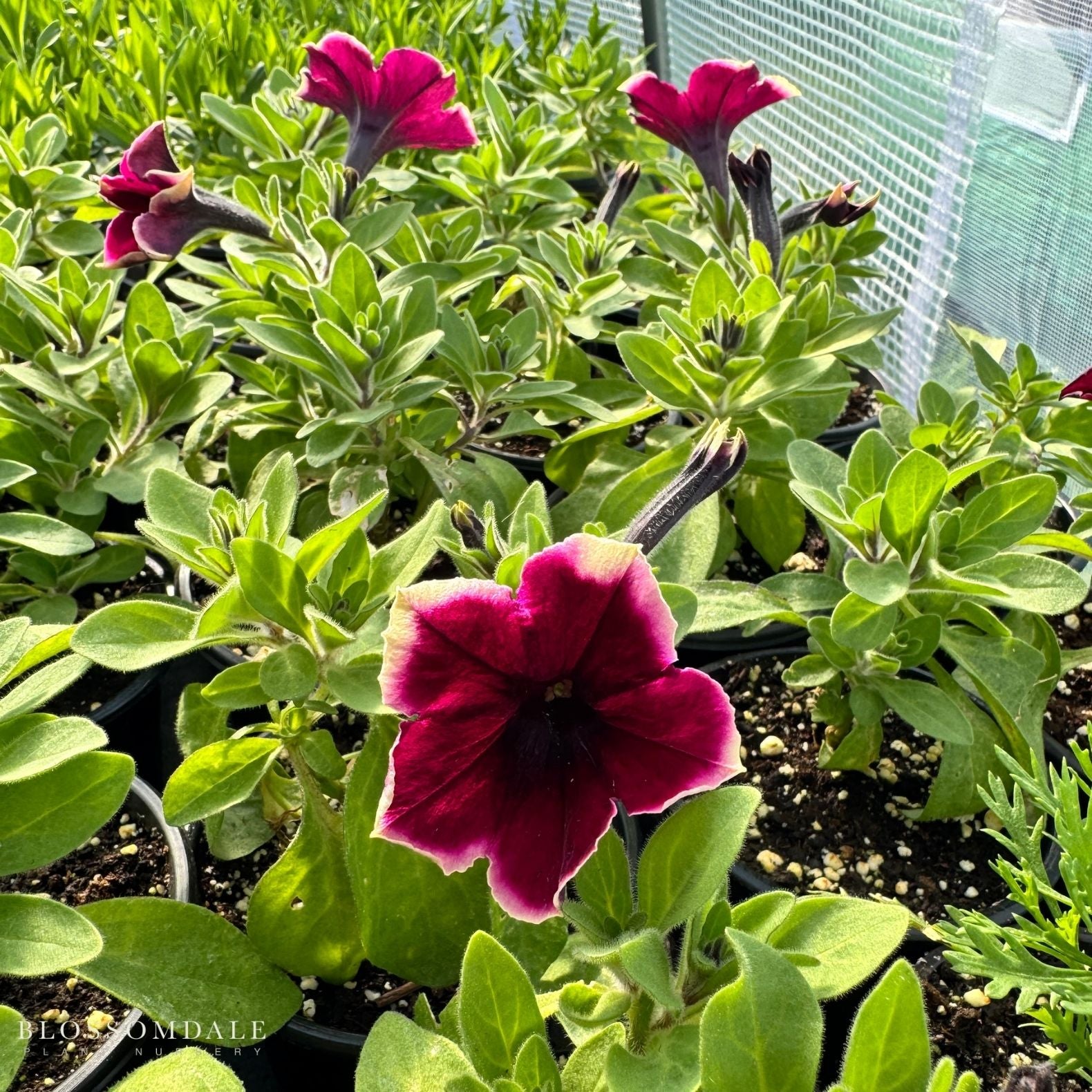 Petunia 'Crazytunia Blackberry Cheesecake'