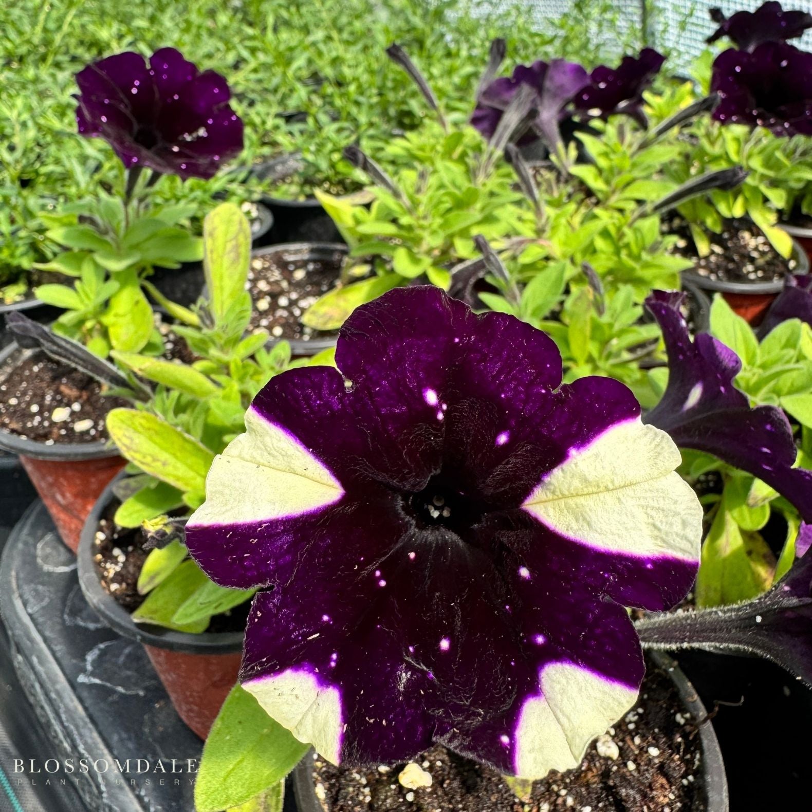 Petunia 'Discoball Black'