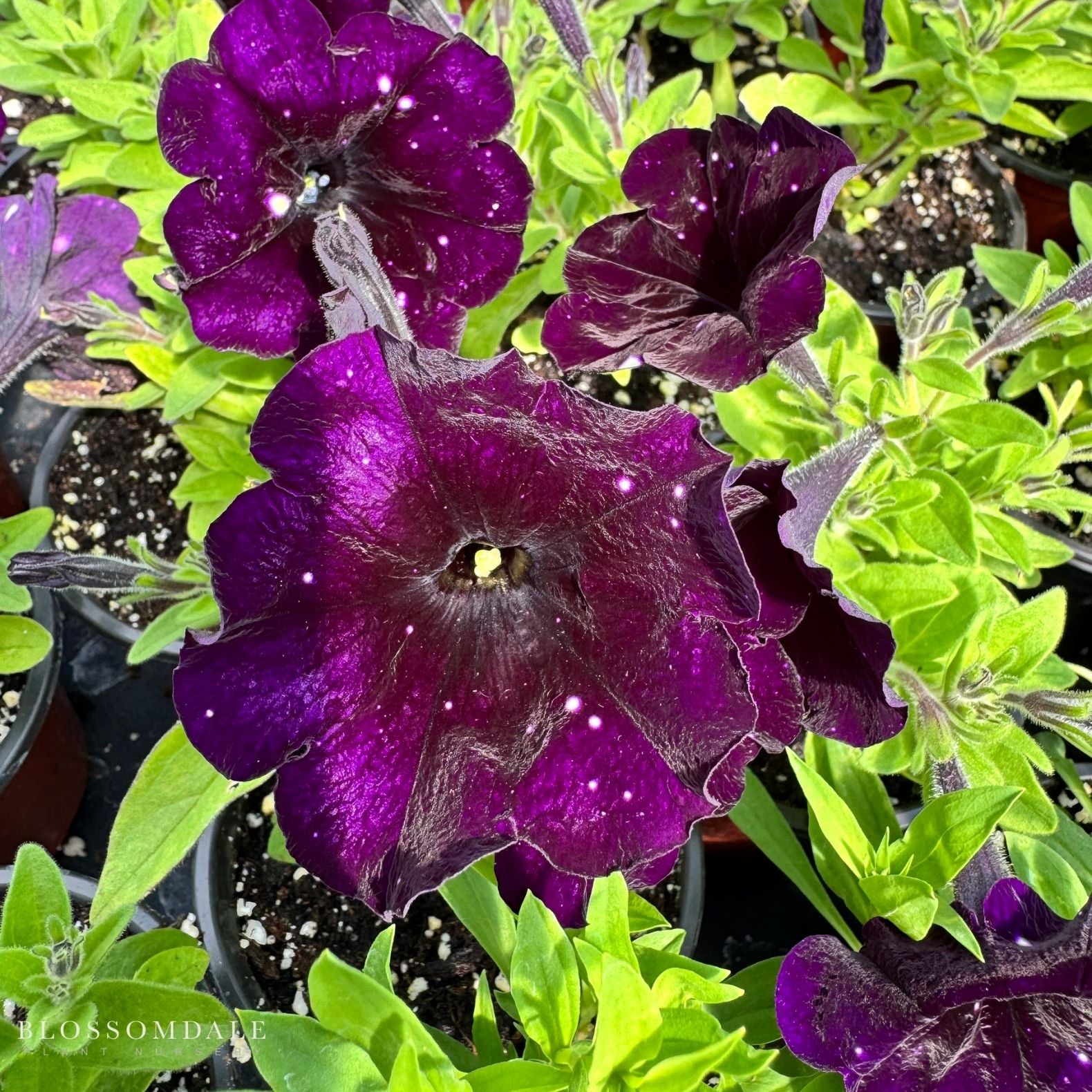 Petunia 'Discoball Black'