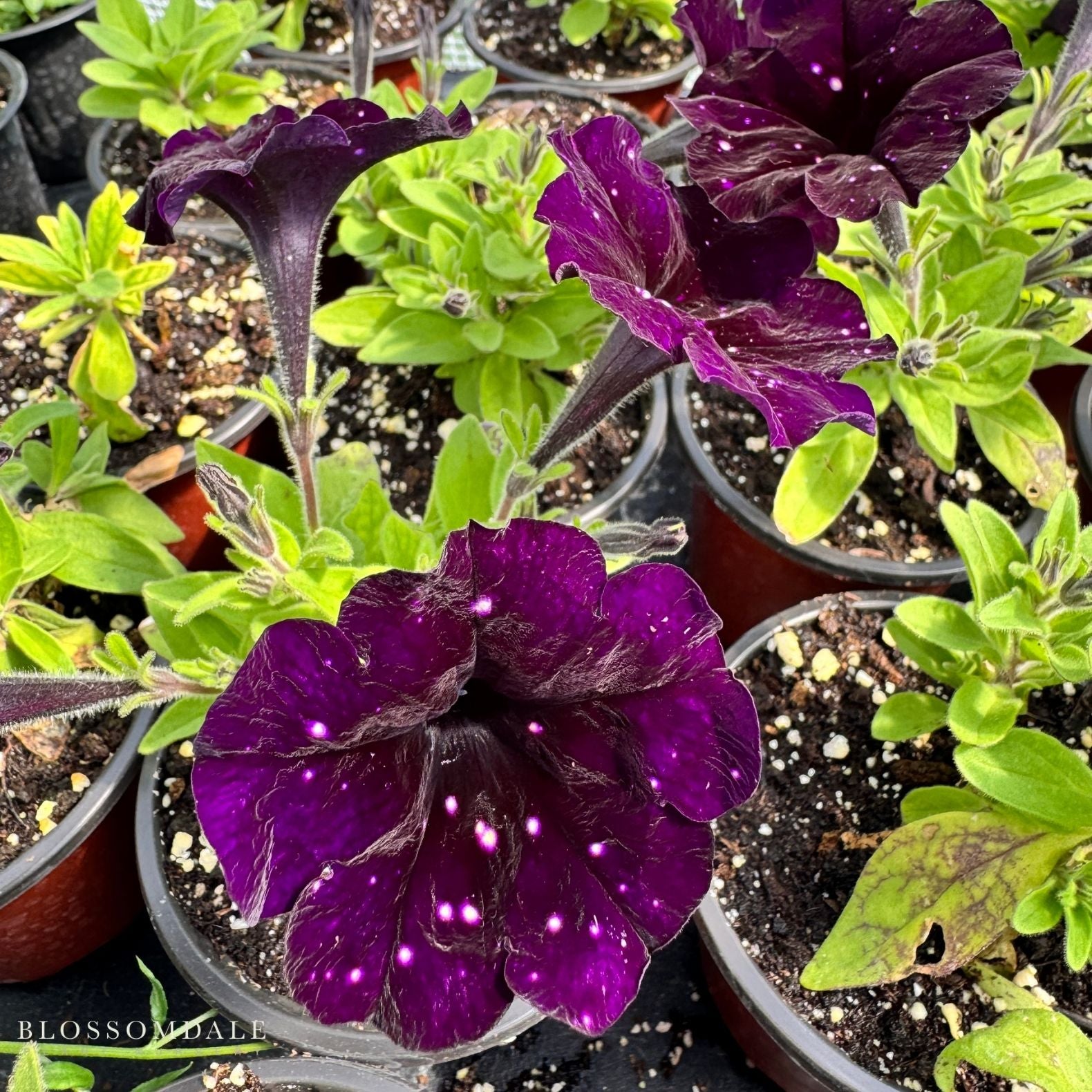 Petunia 'Discoball Black'