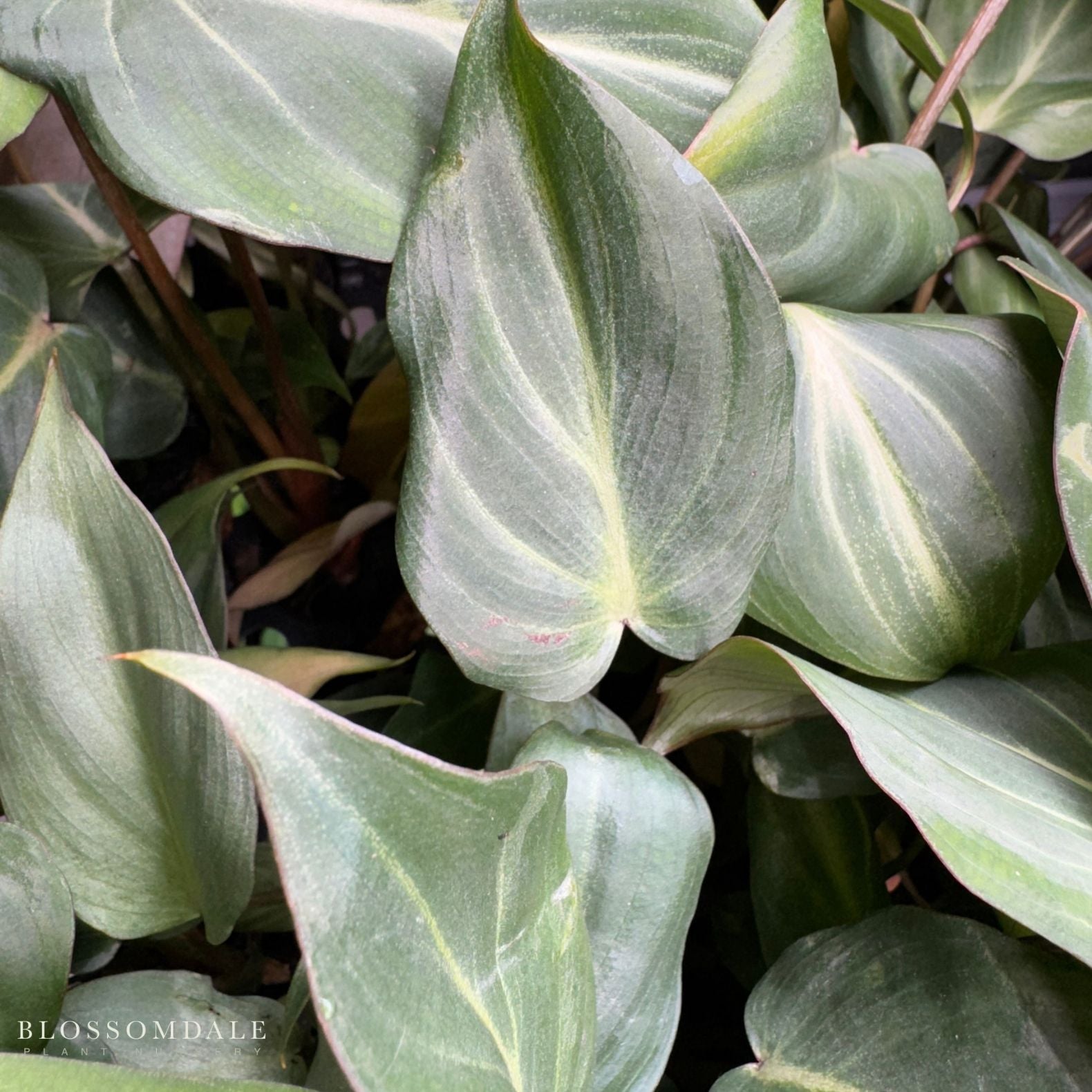 Philodendron Gloriosum 'Dark Form'