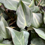 Philodendron Gloriosum 'Dark Form'