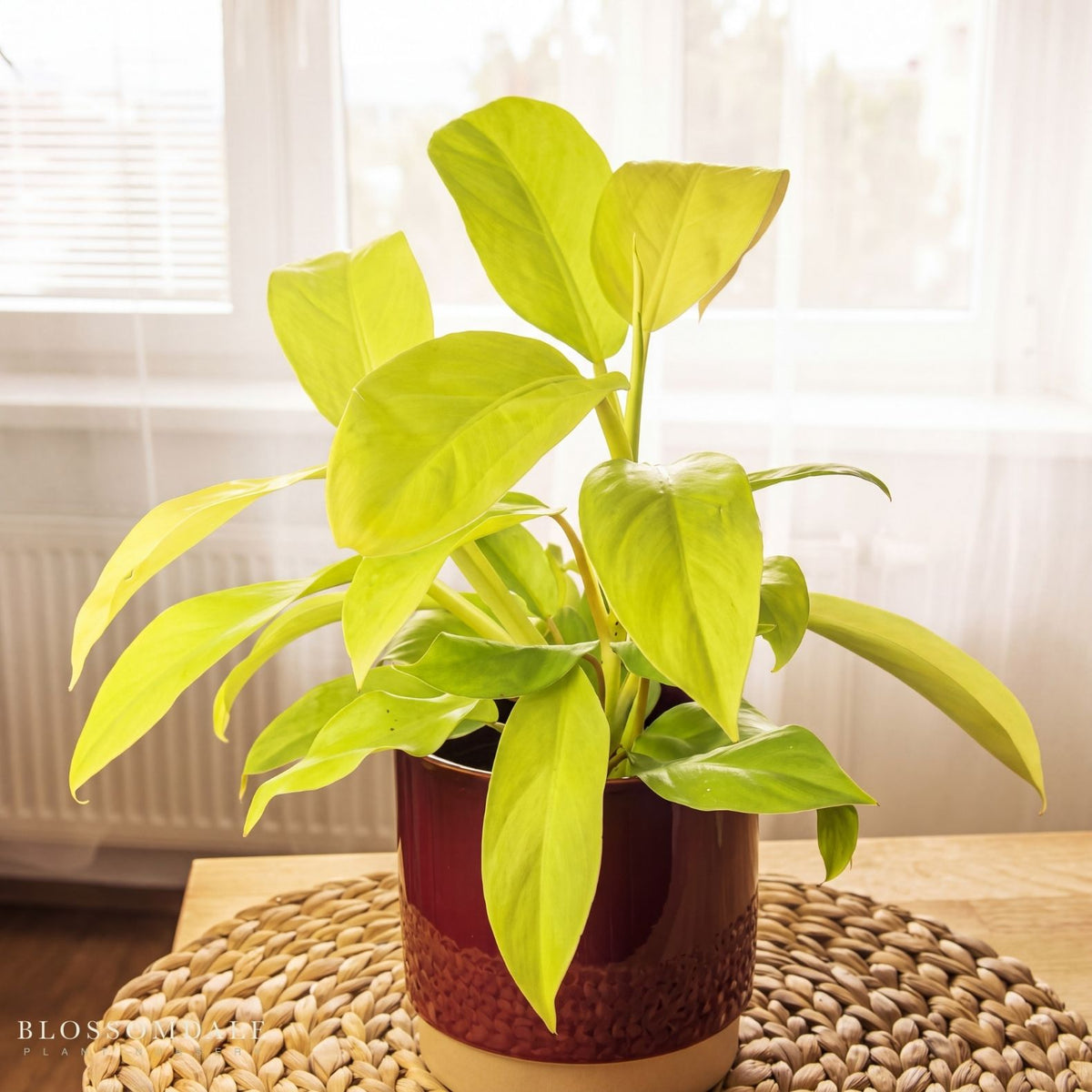 Philodendron Malay Gold 'Lemon Lime'