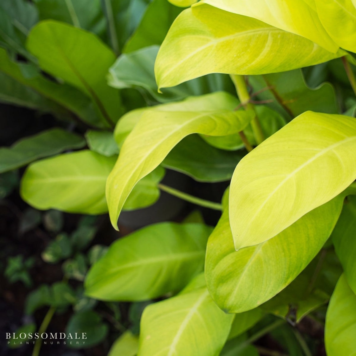 Philodendron Malay Gold 'Lemon Lime'