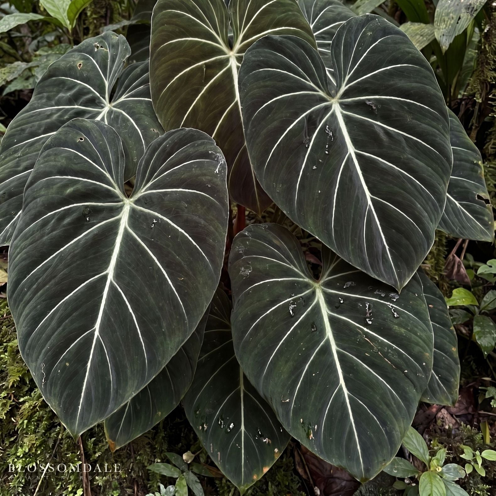 Philodendron Gloriosum 'Dark Form'