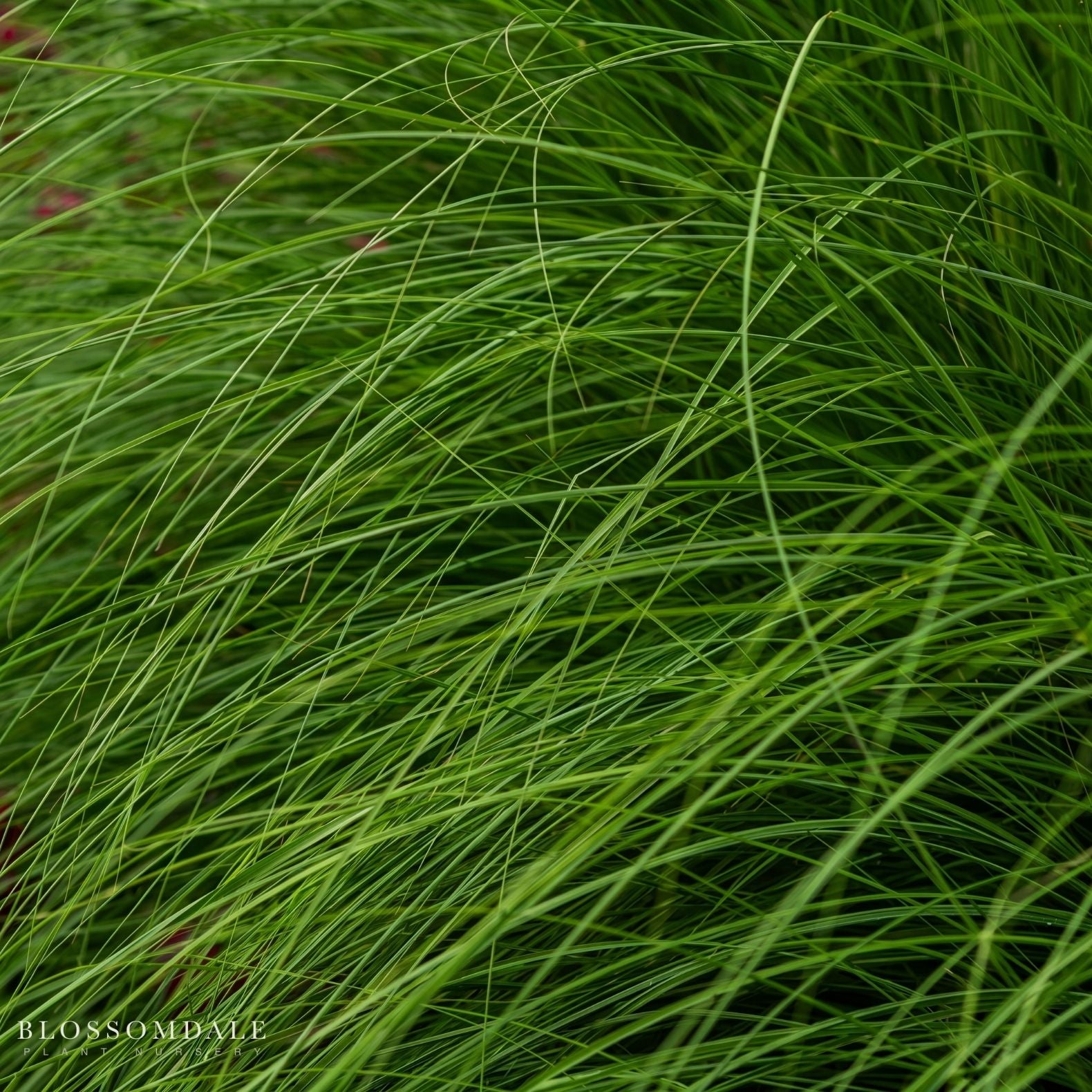 Carex 'Phoenix Green'