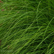 Carex 'Phoenix Green'