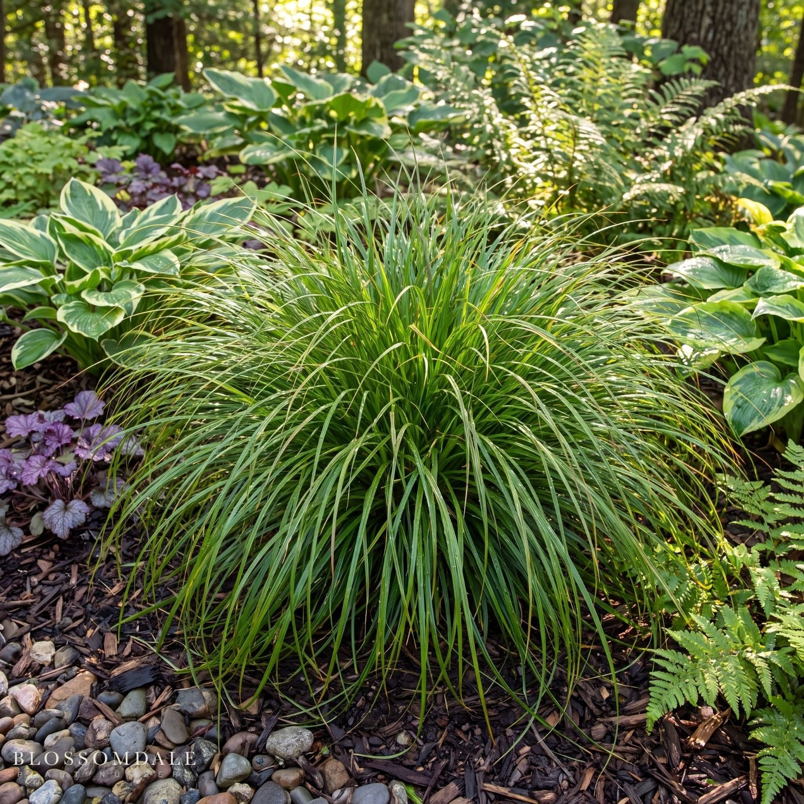 Carex 'Phoenix Green'