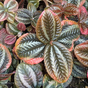 Friendship Plant 'Moon Valley Pilea'